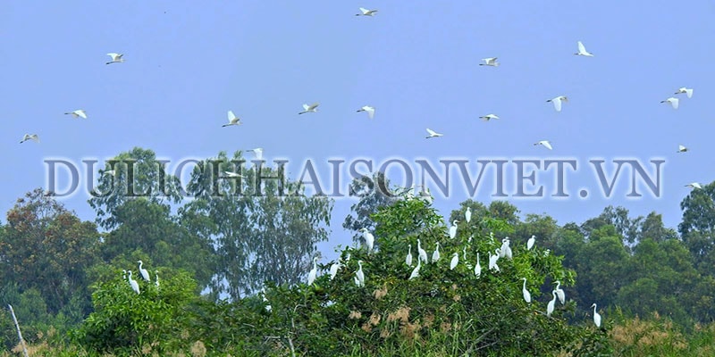 vuon-chim-ca-mau-tour-mien-tay-3-ngay-3-dem