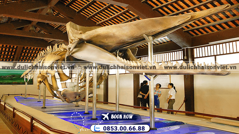 bo-xuong-ca-voi-tai-den-van-an-thanh-phu-quy